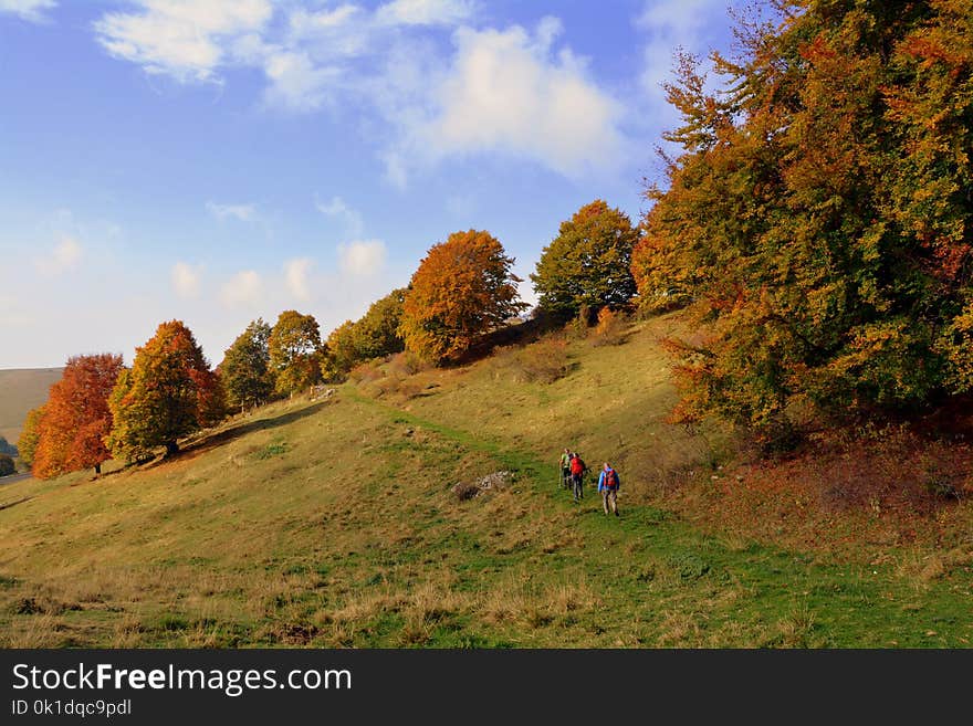 Sky, Nature, Leaf, Tree