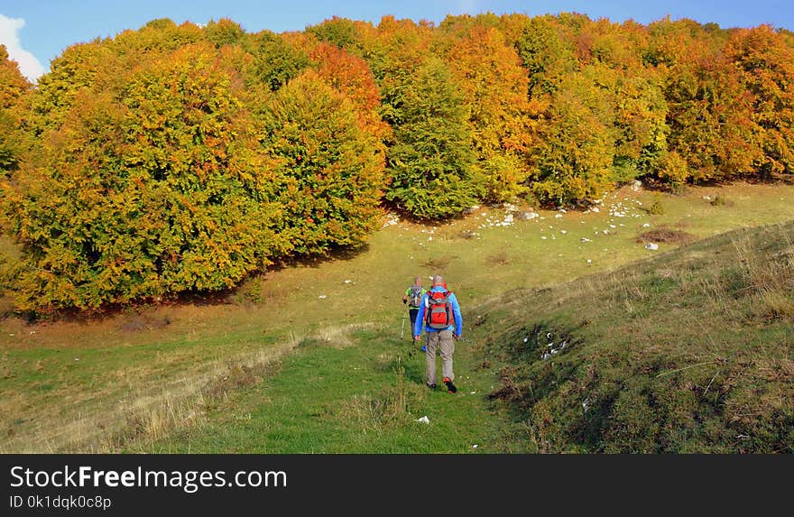 Nature, Ecosystem, Leaf, Tree