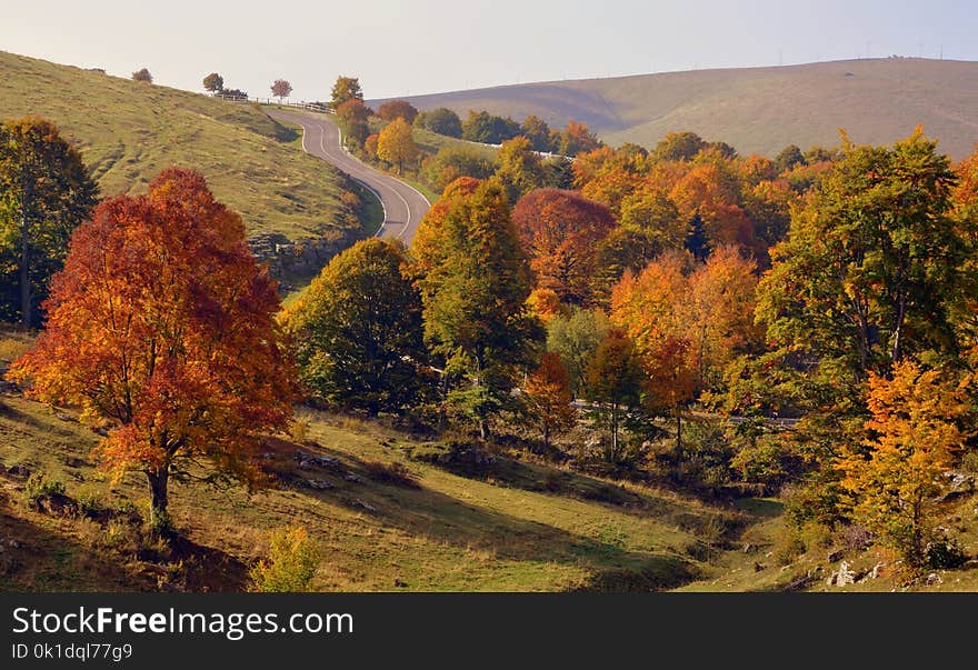 Nature, Ecosystem, Leaf, Temperate Broadleaf And Mixed Forest