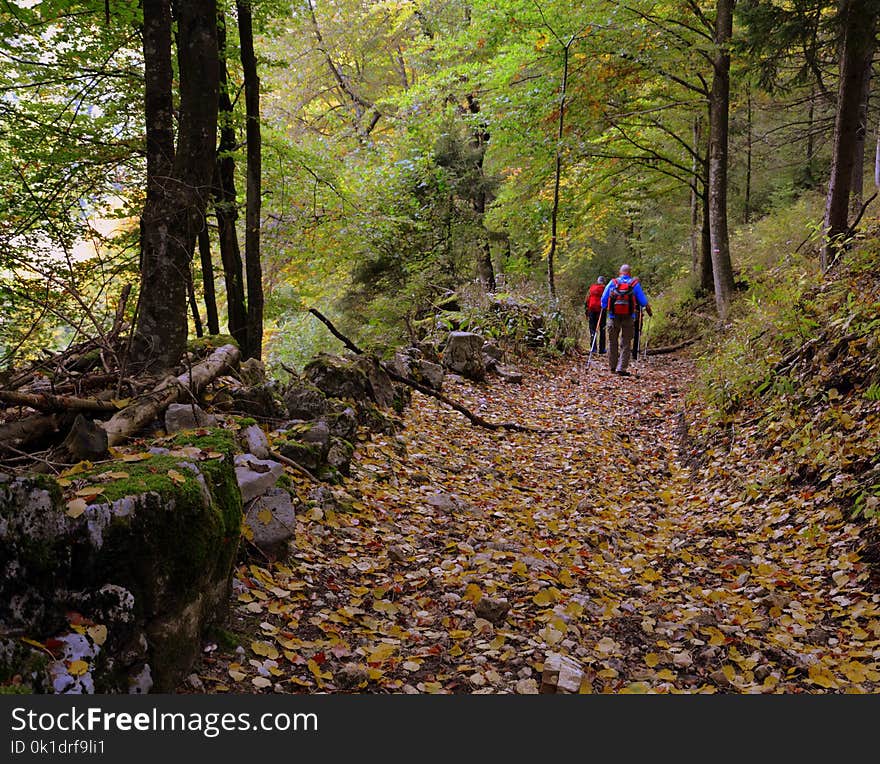 Woodland, Path, Tree, Wilderness