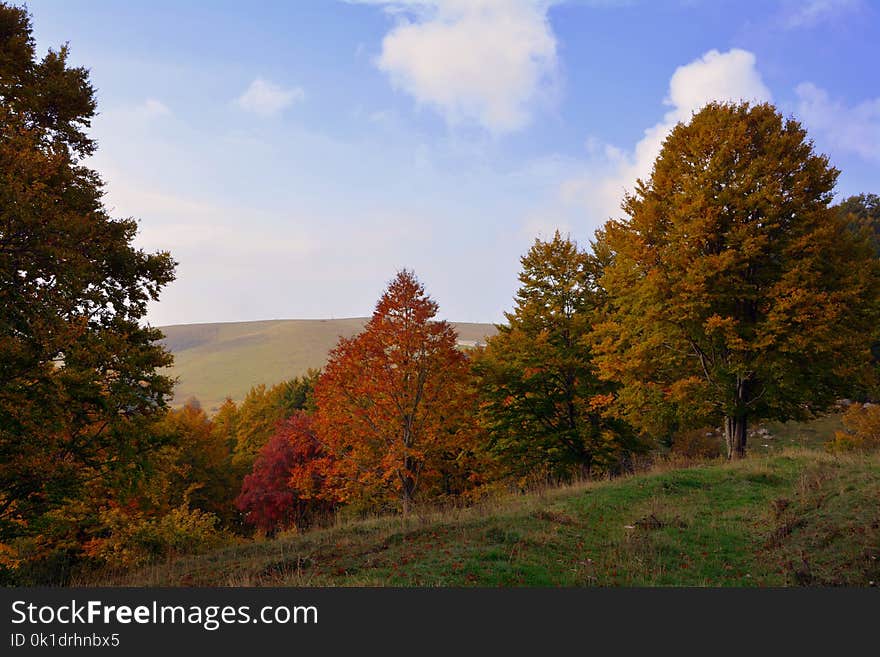 Leaf, Nature, Sky, Autumn