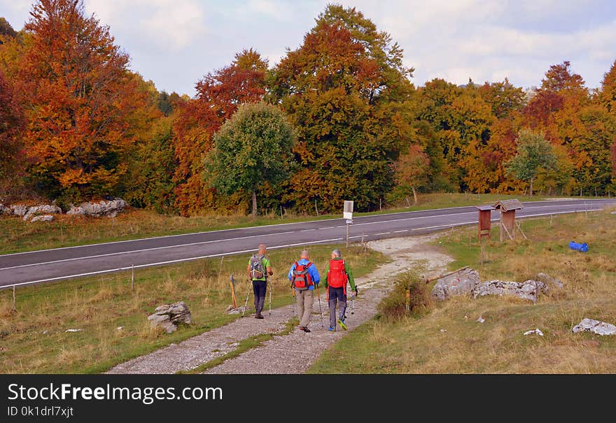 Leaf, Nature, Road, Autumn