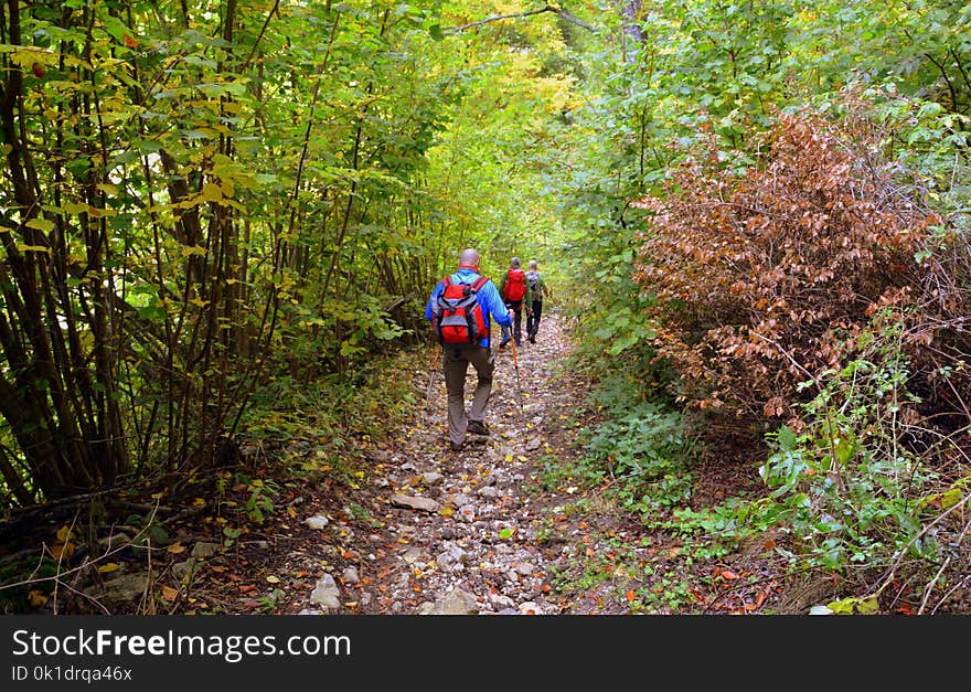 Path, Nature Reserve, Woodland, Ecosystem