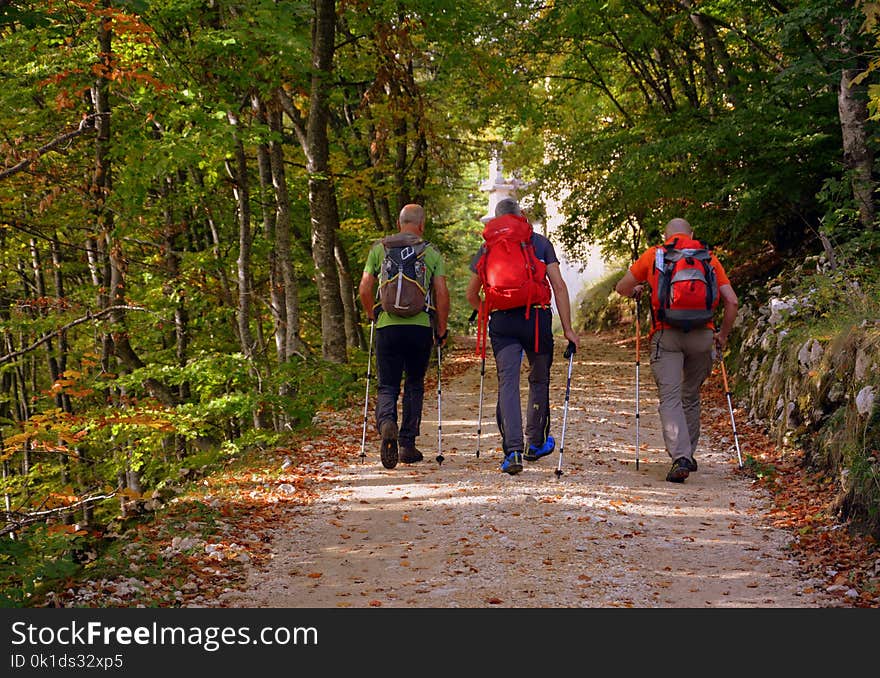 Path, Wilderness, Outdoor Recreation, Hiking