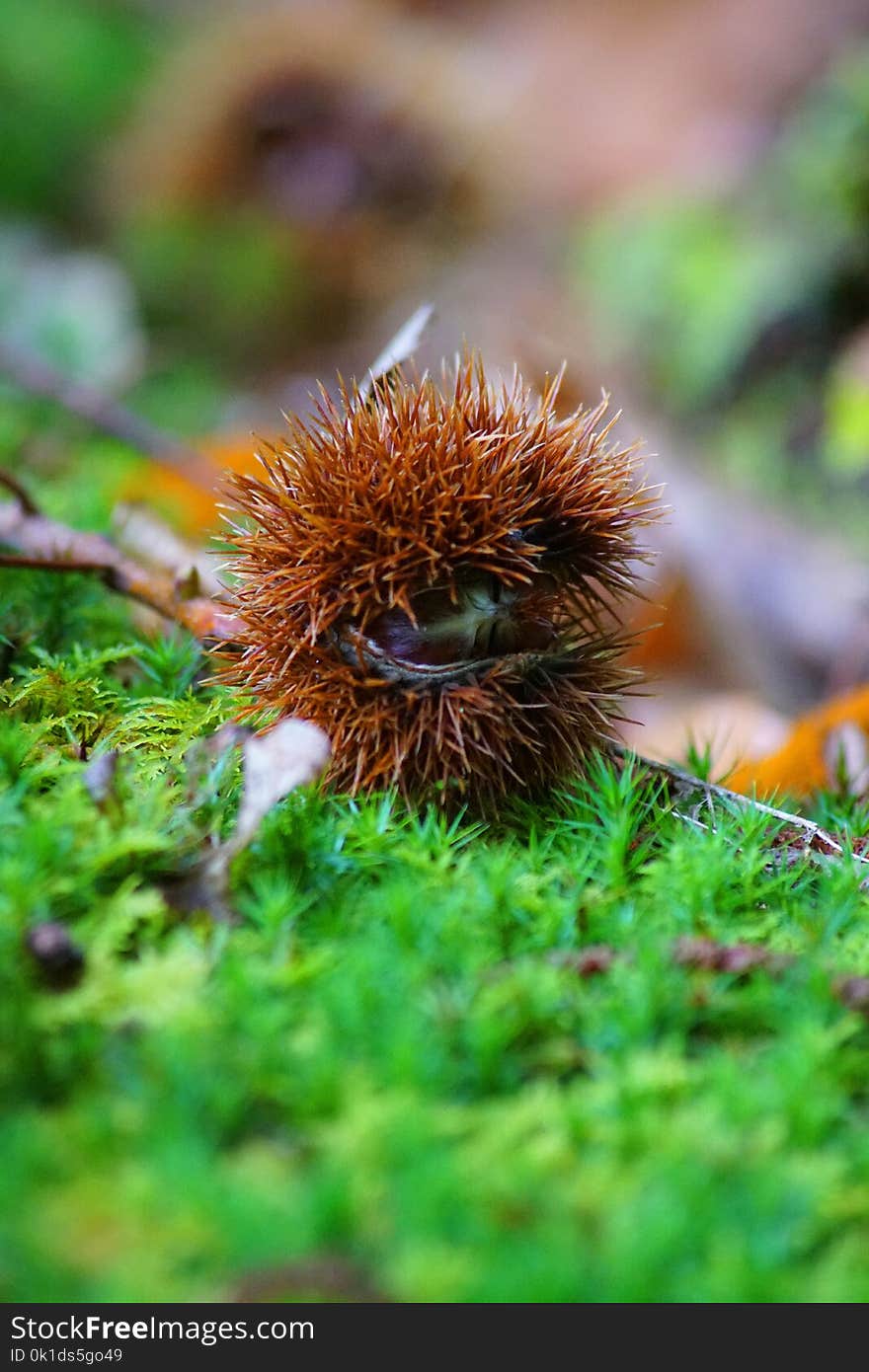 Vegetation, Close Up, Organism, Chestnut