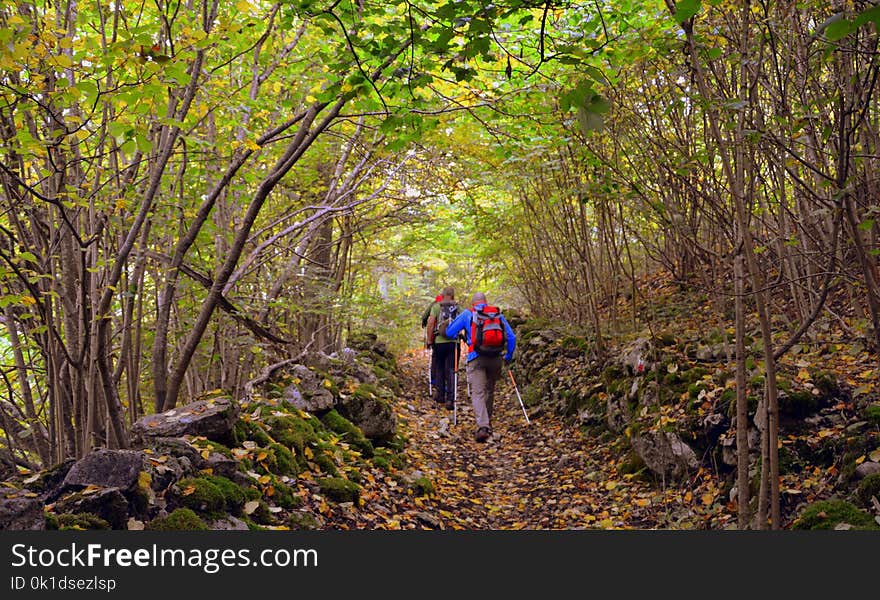 Path, Nature, Woodland, Nature Reserve