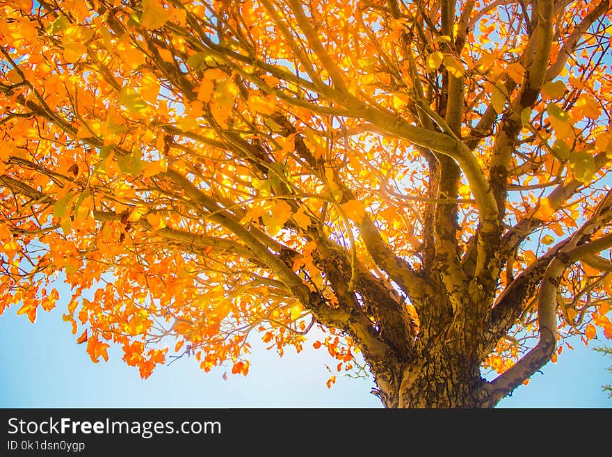 Tree, Branch, Autumn, Yellow