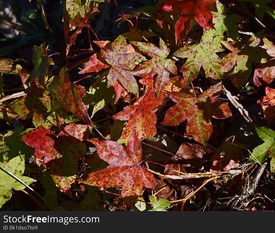 Leaf, Plant, Autumn, Flora