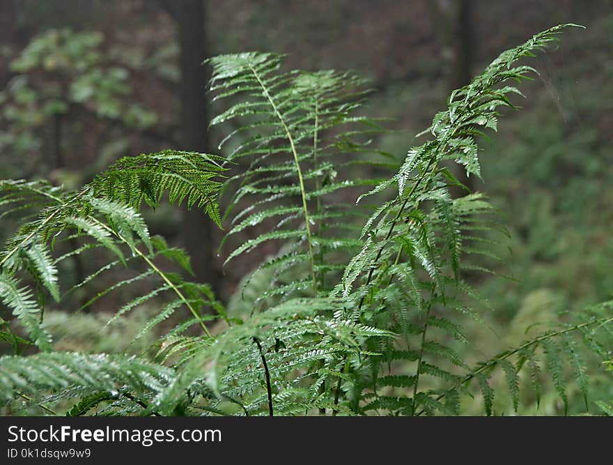 Plant, Vegetation, Ferns And Horsetails, Fern