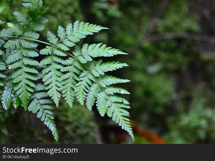 Vegetation, Fern, Ferns And Horsetails, Ecosystem