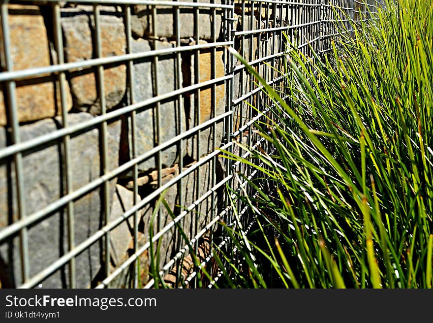 Grass, Iron, Plant, Fence