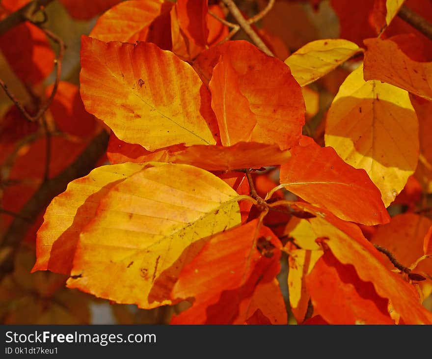 Leaf, Autumn, Deciduous, Maple Leaf