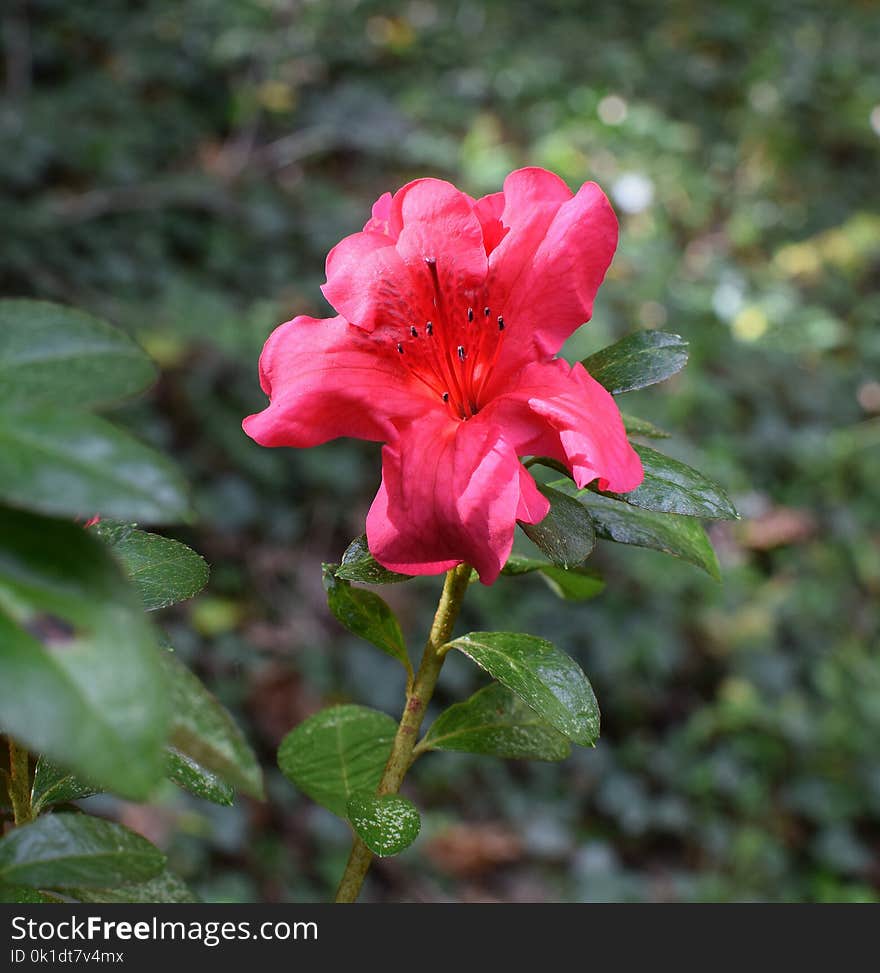 Plant, Flower, Woody Plant, Flora