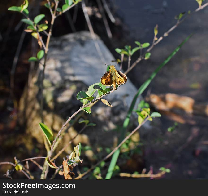 Fauna, Flora, Plant, Leaf