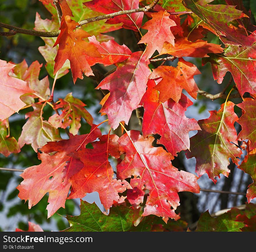 Leaf, Maple Leaf, Autumn, Flora