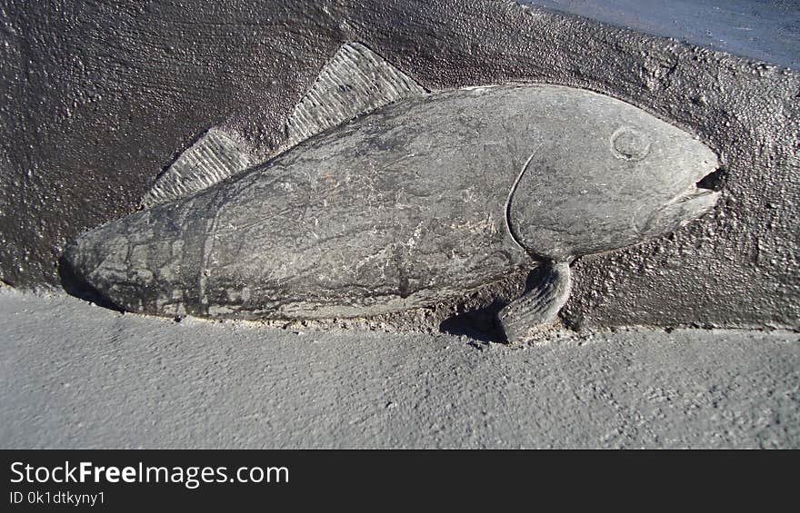 Fauna, Marine Mammal, Harbor Seal, Seals