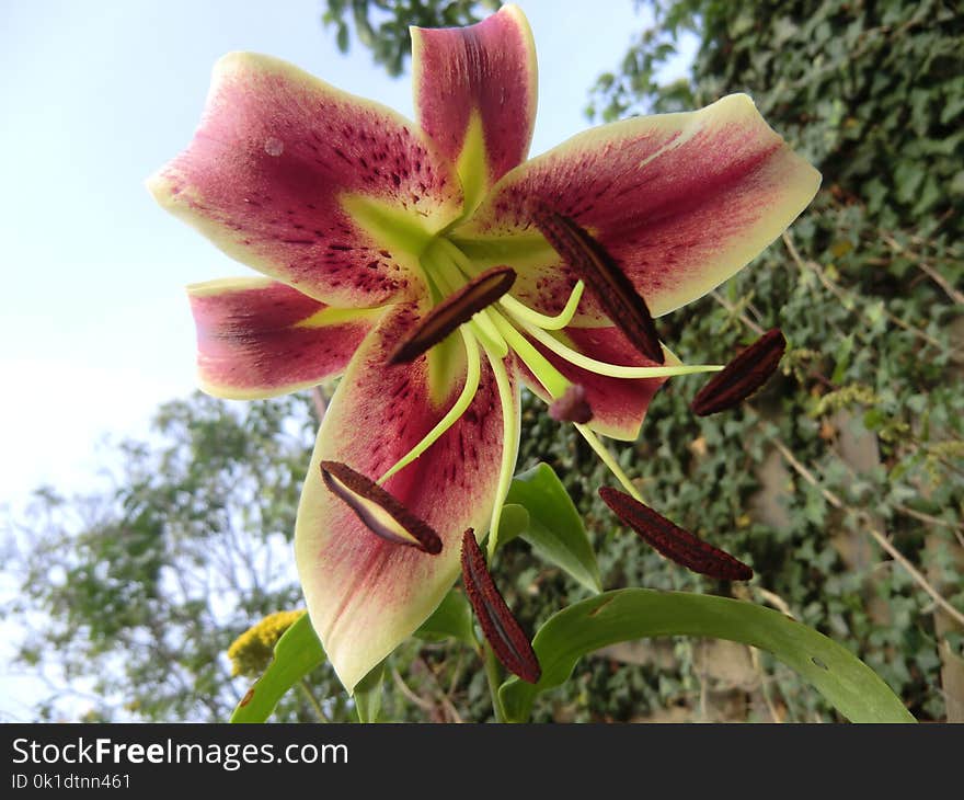 Flower, Lily, Plant, Flora