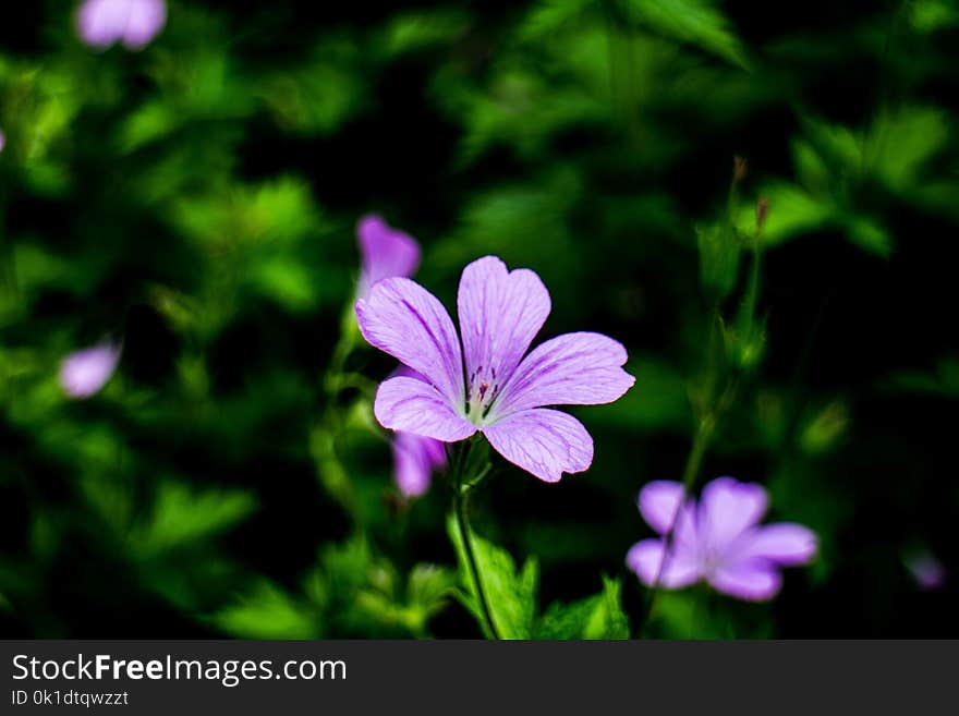 Flower, Flora, Plant, Purple