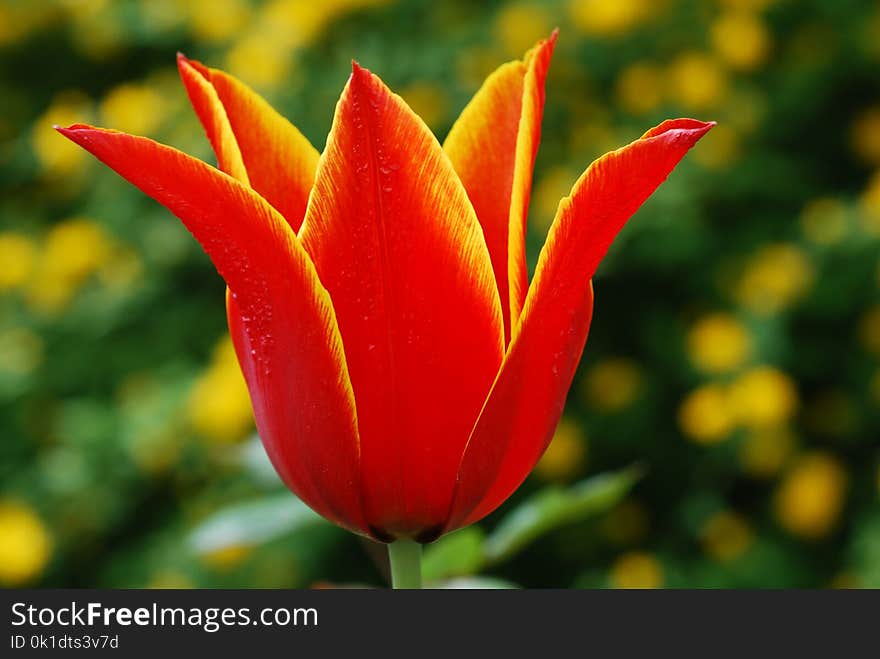 Flower, Tulip, Plant, Vegetation