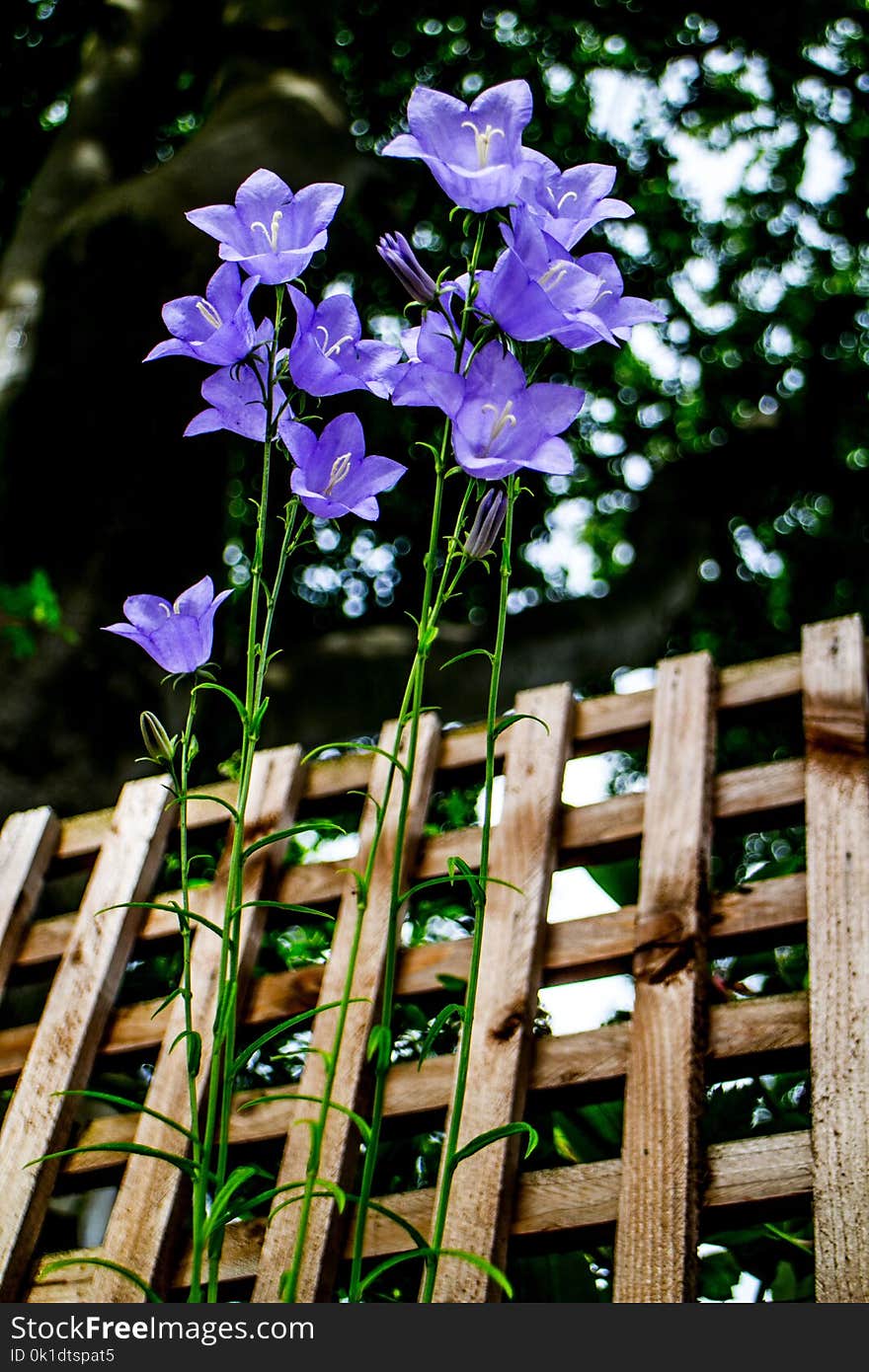 Flower, Plant, Flora, Purple