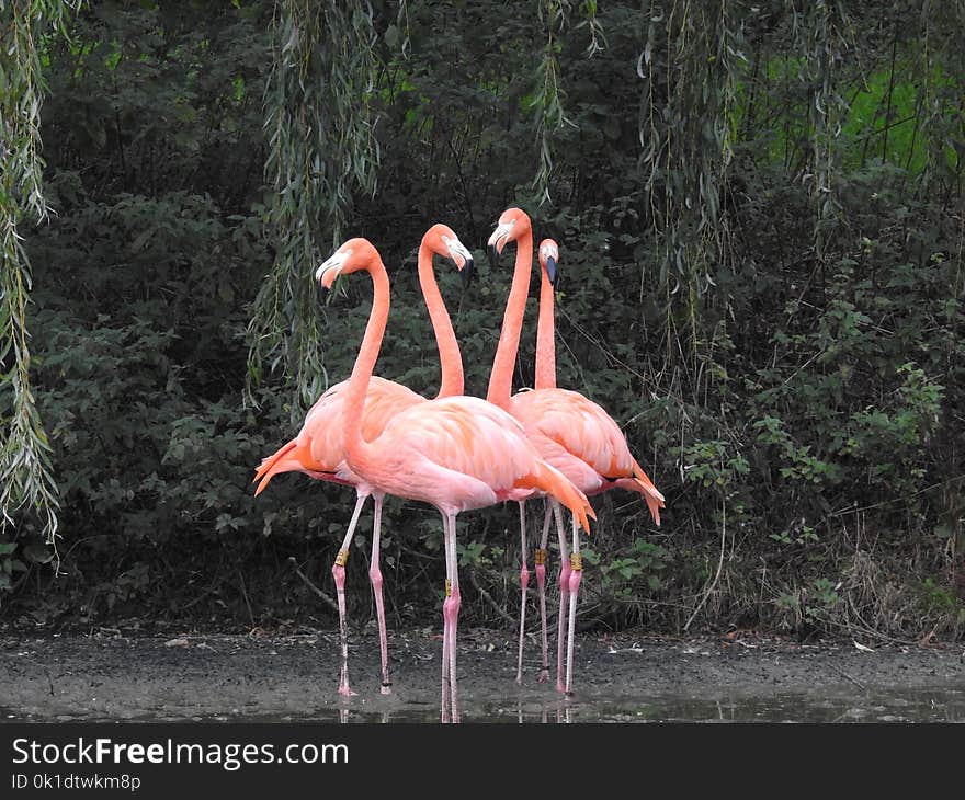 Flamingo, Bird, Water Bird, Beak