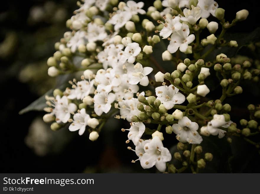 Viburnum, Spring, Nannyberry, Plant