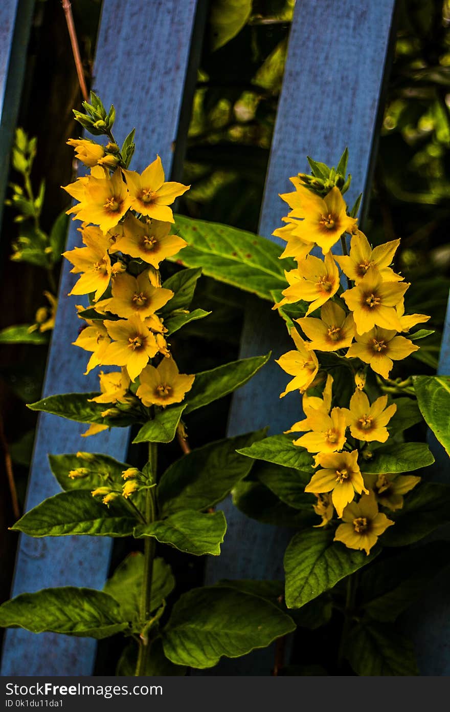 Plant, Yellow, Flower, Flora