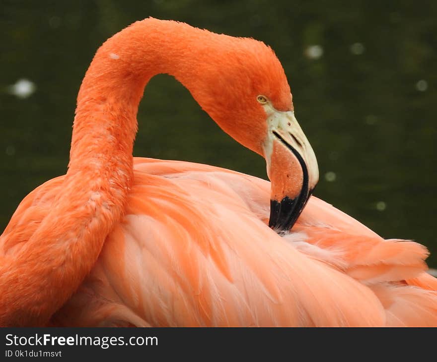 Flamingo, Bird, Beak, Water Bird