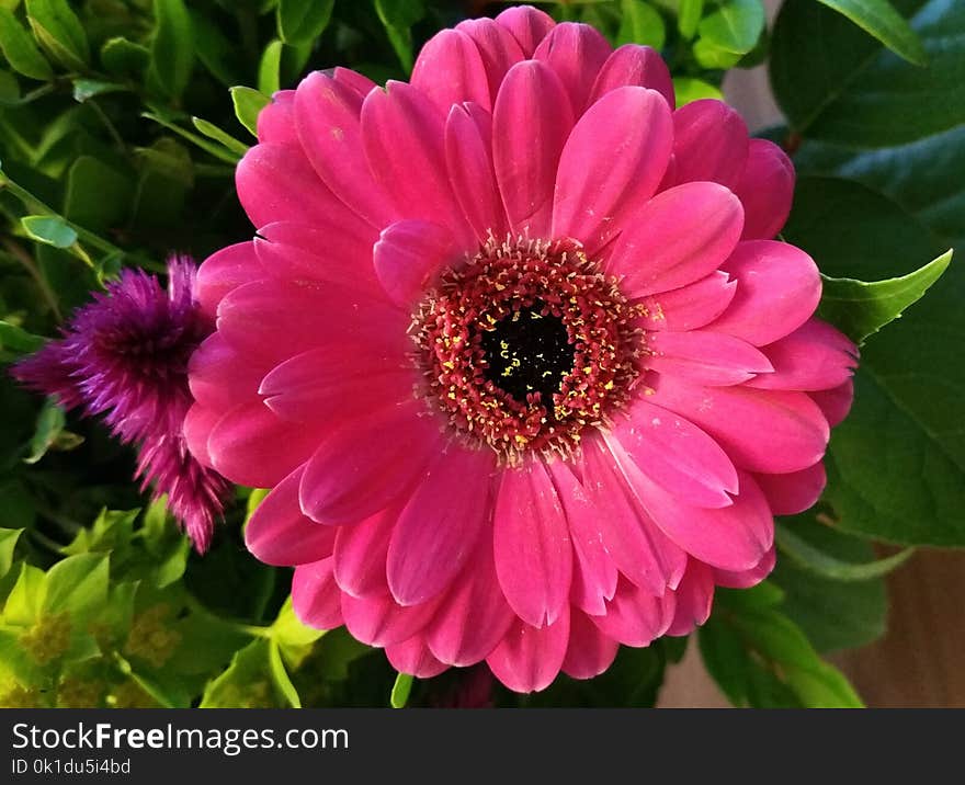 Flower, Gerbera, Flowering Plant, Plant