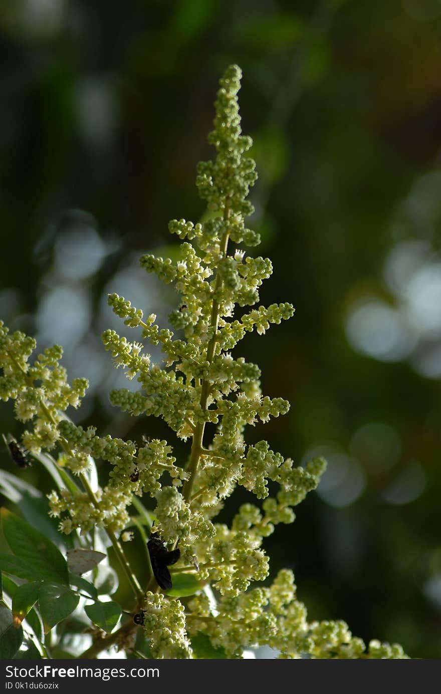 Tree, Pine Family, Conifer, Plant