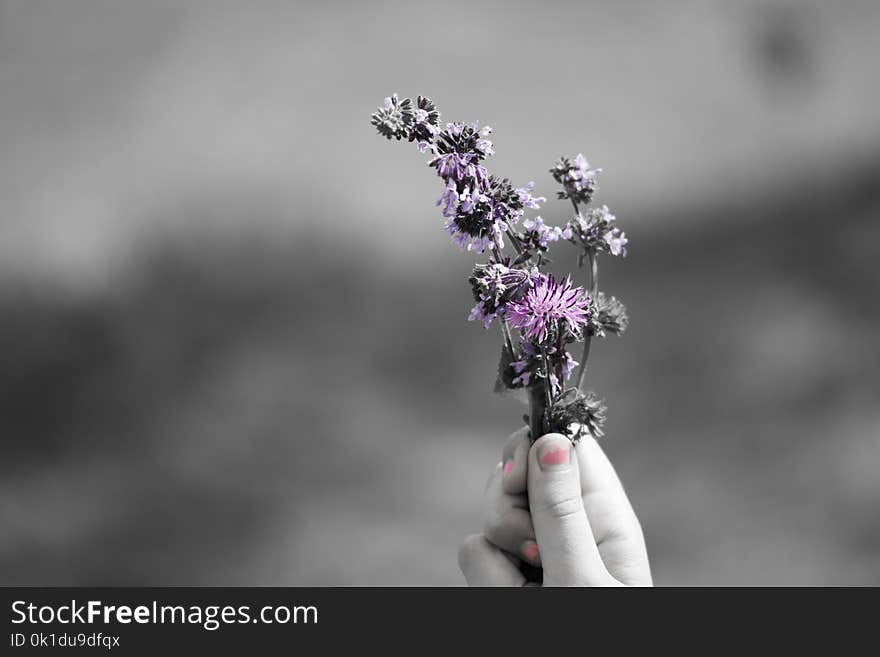 Flower, Black And White, Purple, Violet