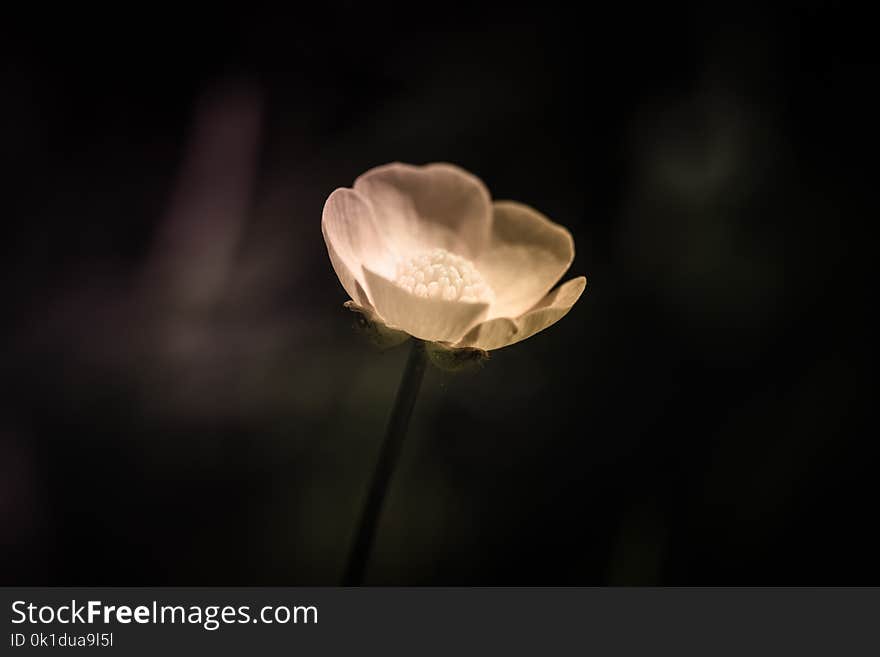 Flower, Petal, Close Up, Macro Photography