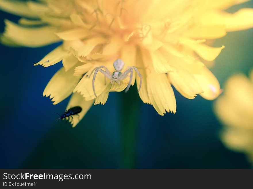 Flower, Yellow, Flora, Macro Photography