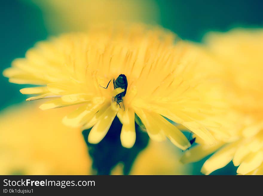 Yellow, Flower, Macro Photography, Nectar