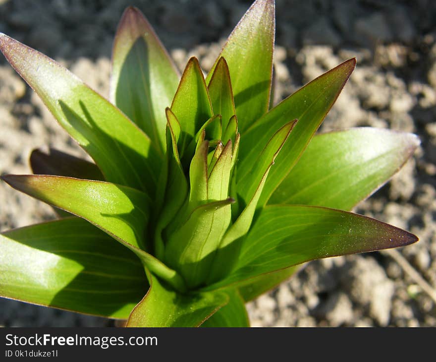 Plant, Flora, Leaf, Terrestrial Plant