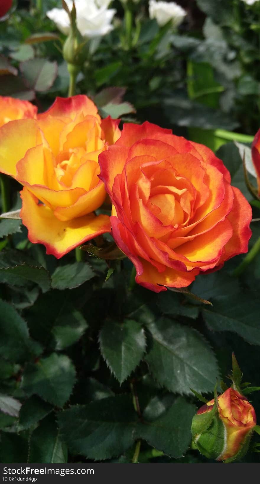 Rose, Rose Family, Flower, Floribunda