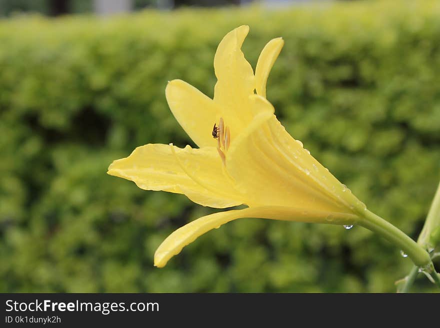 Yellow, Flower, Flora, Plant