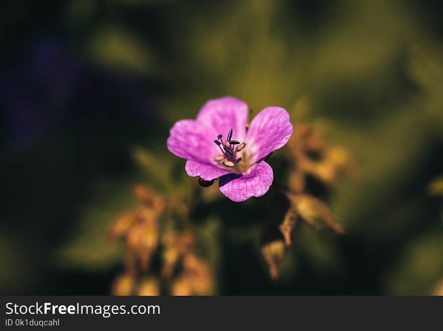 Flower, Flora, Pink, Blossom