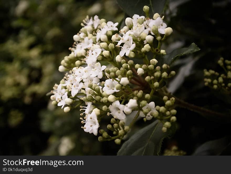 Plant, Viburnum, Nannyberry, Spring