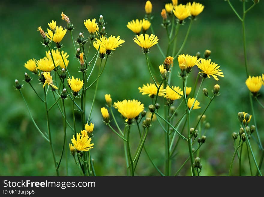 Flower, Yellow, Flora, Plant