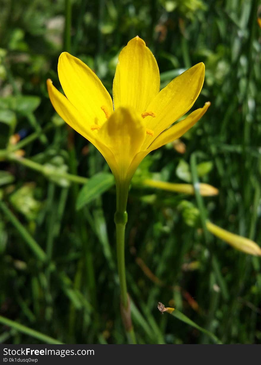 Flower, Flora, Plant, Yellow