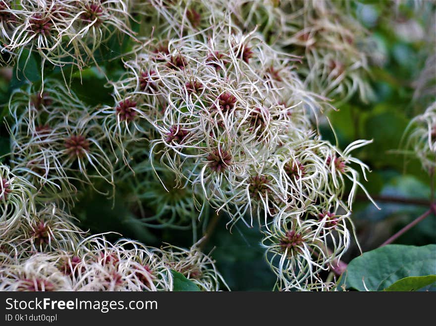 Plant, Flora, Flower, Flowering Plant