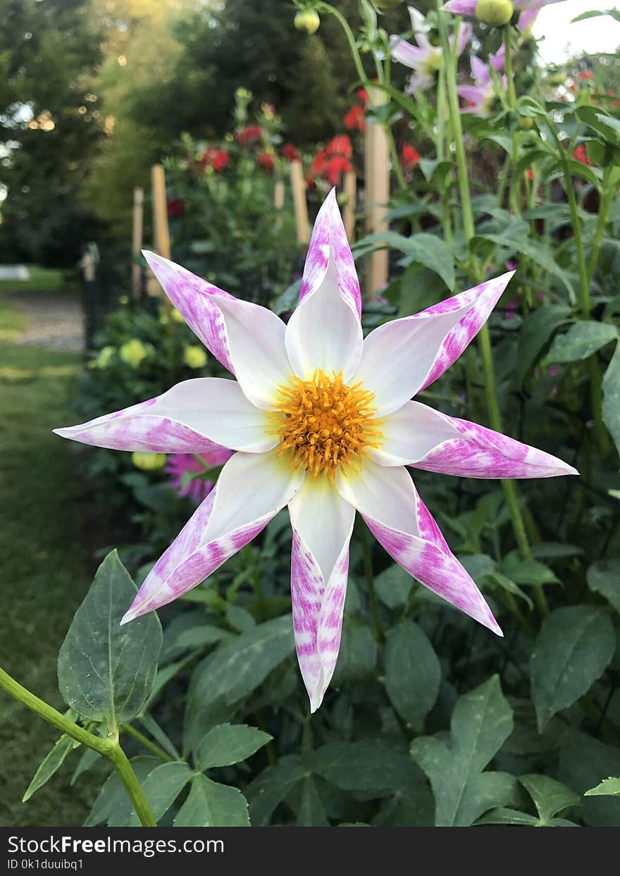 Flower, Plant, Flora, Flowering Plant