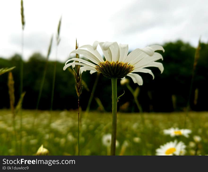 Flower, Oxeye Daisy, Plant, Flora