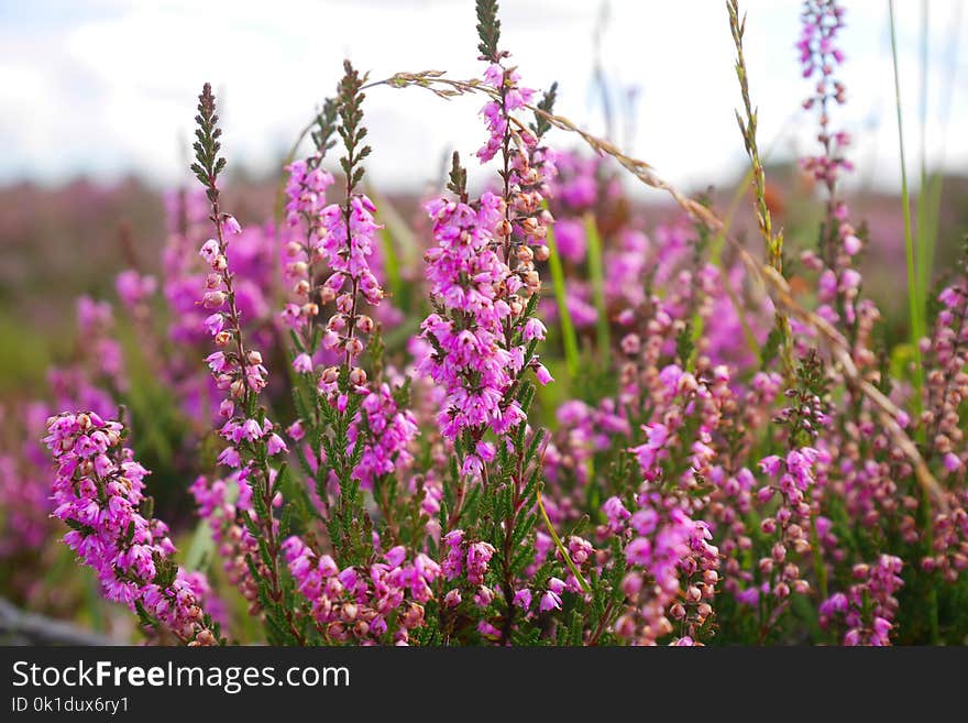 Pink, Plant, Flower, Purple