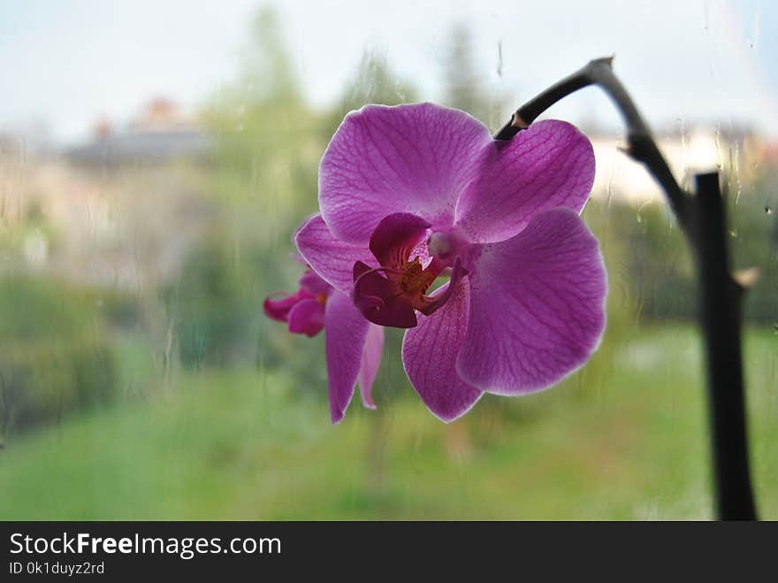 Flower, Flowering Plant, Flora, Plant