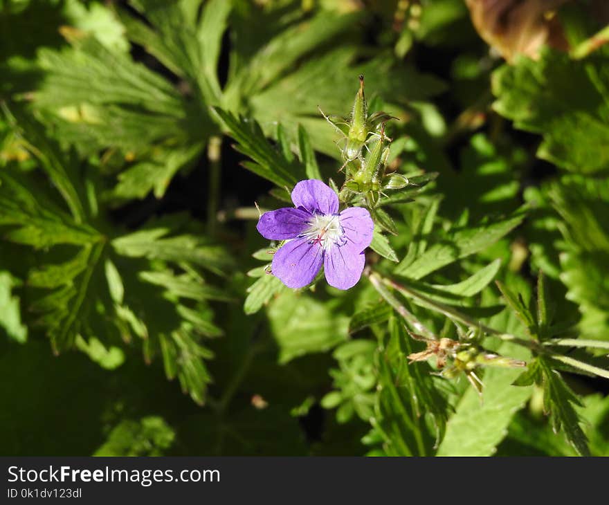 Flower, Plant, Flora, Flowering Plant