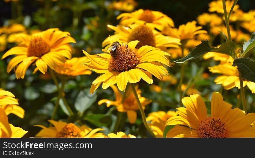 Flower, Yellow, Sunflower, Plant