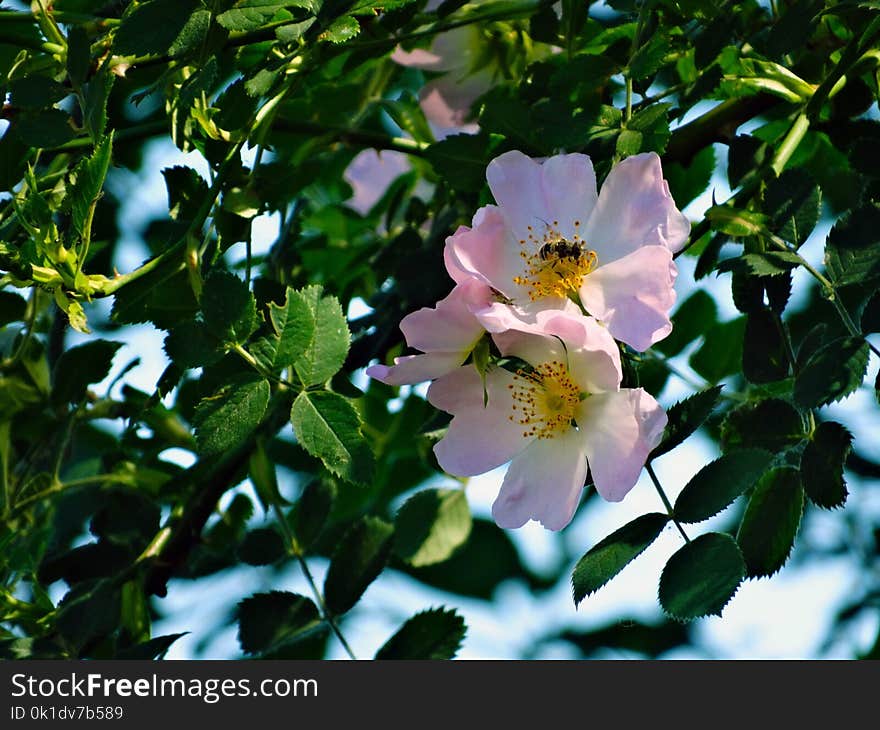 Flower, Rose Family, Rosa Canina, Plant