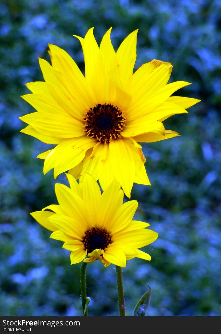 Flower, Yellow, Sunflower, Flora